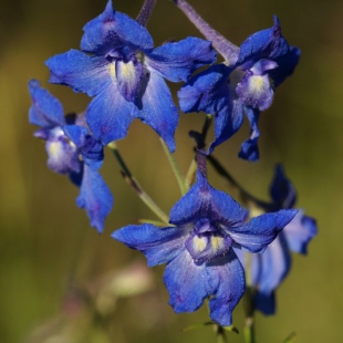 Delphinium grandiflorum